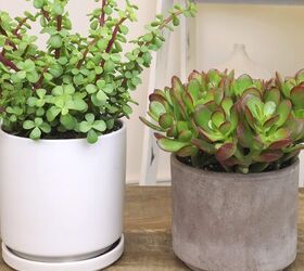 Jade plants (right) are a great choice if you don't have a green thumb - Image credit: Amazon