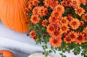 Mums are a great addition to your porch, but you should really know this if you want them to last