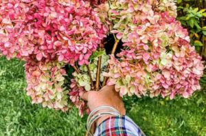 Everyone should be using Hydrangeas in their homes like THIS (so stunning!)