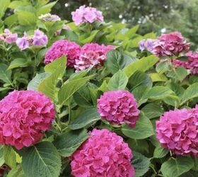 21 perfect flowers for spring decorating (including some unexpected picks!)