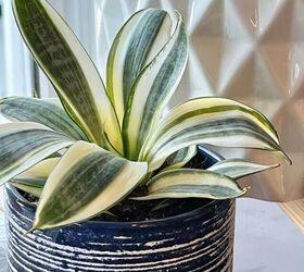 If you struggle with houseplants, these foolproof favorites are for you