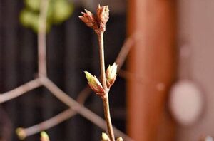 7 simple ways to decorate with spring branches (fresh, easy, and stunning!)