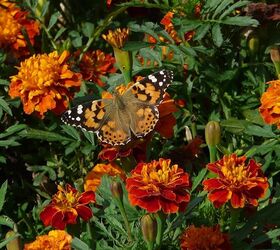 Summer flowers that repel mosquitoes—plus 9 more easy plants for any yard