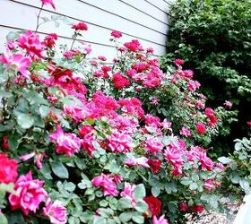 19 flowering plants that bloom big with minimal effort