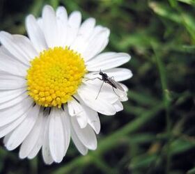 These 5 common yard features are attracting mosquitoes like crazy
