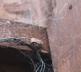 Don’t want spiders in your house? Avoid these 7 things
