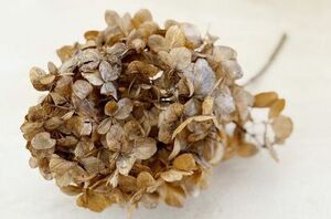 10 unexpected ways to use dried hydrangeas