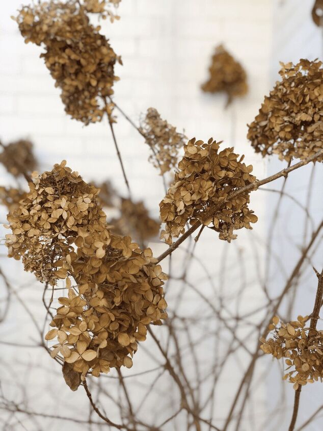 11 Ways To Decorate With Dried Hydrangeas For Fall | Redesign