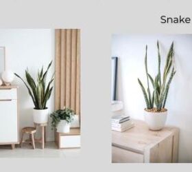 Best Plants for Minimalist Interiors: Simple, Stylish, and Easy | Redesign