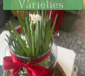 Low-Scent Paperwhite Varieties | Redesign