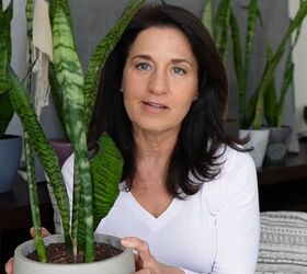 NASA studied these houseplants—here’s what they found