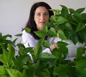 NASA studied these houseplants—here’s what they found