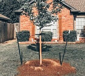 Choosing A New Tree For The Front Yard | Redesign