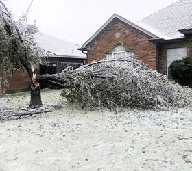 They almost planted the wrong tree in their front yard—then they found THIS