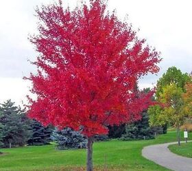 Choosing A New Tree For The Front Yard | Redesign