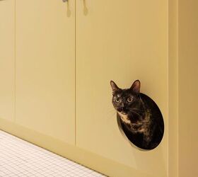 Petcore: The Design Trend That Puts Pets at the Center of the Home ...