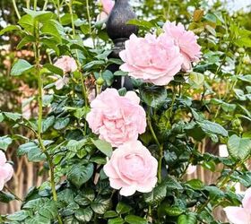 7 cheap metal trellis ideas that make climbing roses look stunning