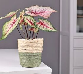 The prettiest houseplants for your home