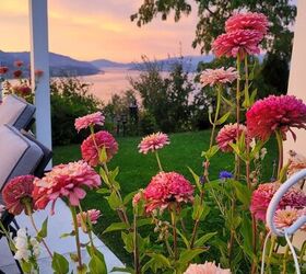 The flower gardeners plant once—and grow every year after