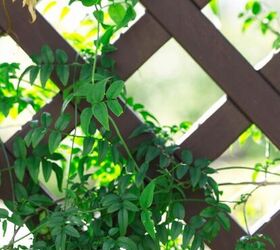 Easy ways to add privacy outdoors without spending too much