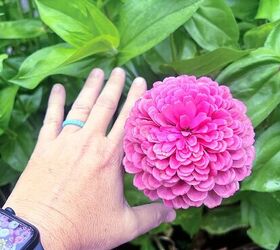 Not all zinnias grow like this—here are 5 varieties that produce the BIGGEST blooms