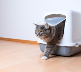 The "fancier" litter box option that cat-owners love