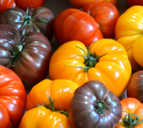 Why you shouldn’t refrigerate tomatoes (and how to use them as decor)