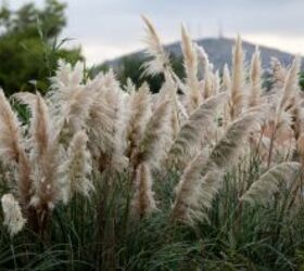 All of your questions about decorating with pampas grass, answered