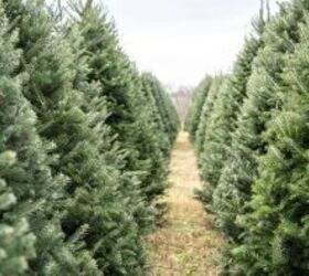 People who don't have room for full-size Christmas trees are opting for this sweet alternative