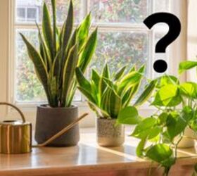 The reason this is becoming everyone's new favorite houseplant