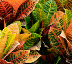 The top 5 beautiful houseplants that are perfect for this time of year