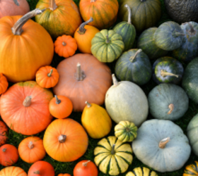 11 stunning alternatives to the classic orange pumpkin