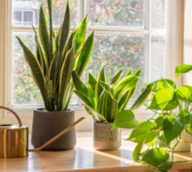 Think twice about these houseplants—feng shui says they're bad for your home