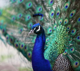 Ready for a bold holiday look? These peacock-inspired ideas are stunning