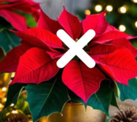 Ditch the poinsettias and start putting these in your home for Christmas