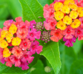 These gorgeous plants repel mosquitoes and aphids