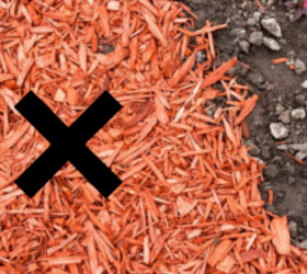 Forget mulch—8 living ground covers that look better, last longer, and actually improve your soil